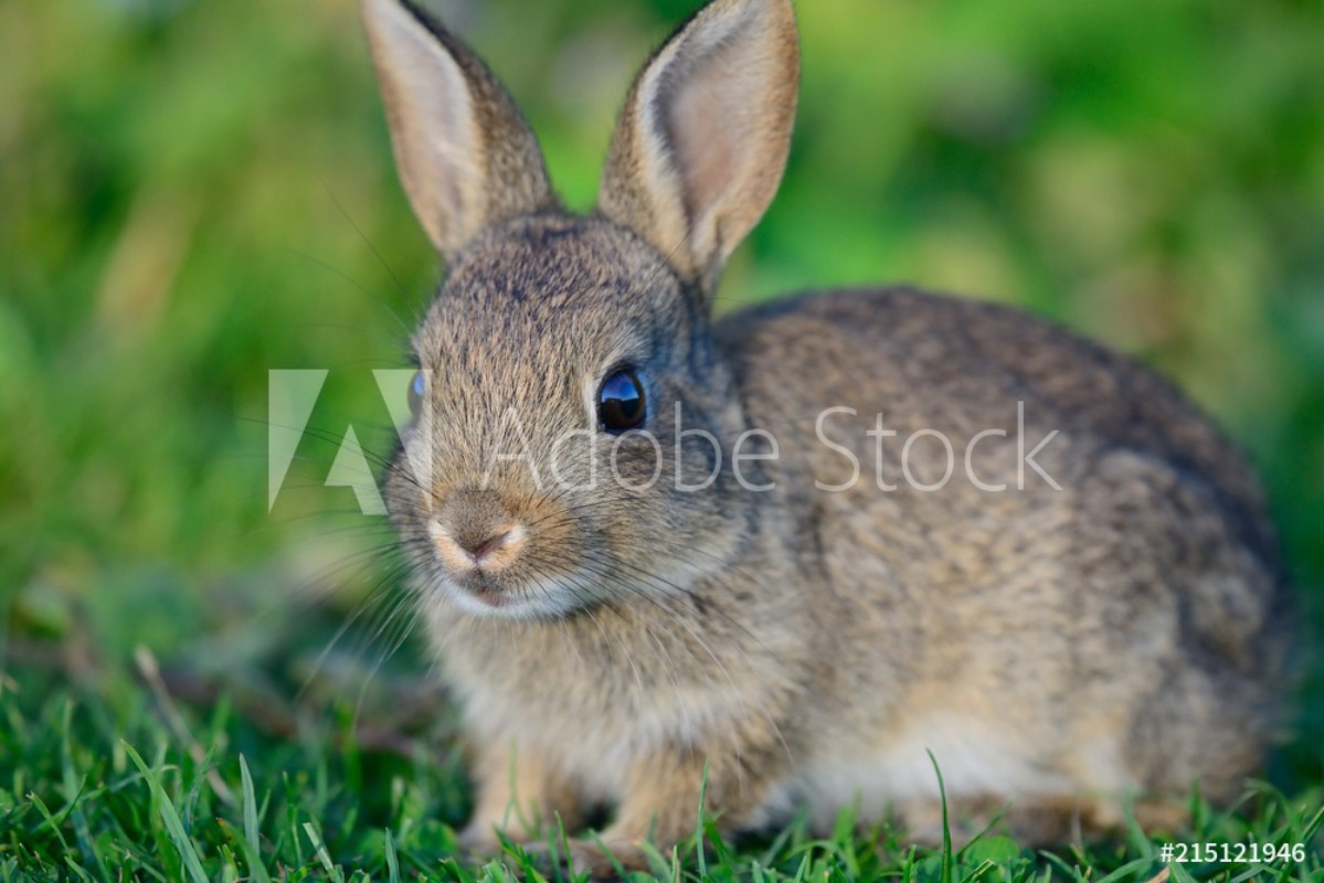 Bild på Close up portrait of a baby rabbit in a meadow